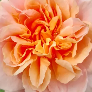 Comanda trandafiri online - roz - Trandafiri nostalgici  - Versigny™ - trandafir cu parfum discret