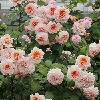 Lazacrózsaszín - csokros virágú - magastörzsű rózsafa - diszkrét illatú rózsa - centifólia aromájú