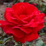 Vörös - teahibrid rózsa - Online rózsa vásárlás - Rosa Victor Hugo® - intenzív illatú rózsa - fahéj aromájú