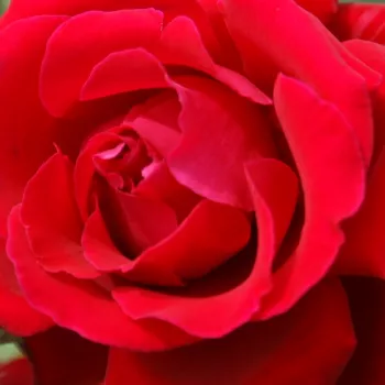 Rózsa kertészet - vörös - teahibrid rózsa - Victor Hugo® - intenzív illatú rózsa - fahéj aromájú - (90-100 cm)
