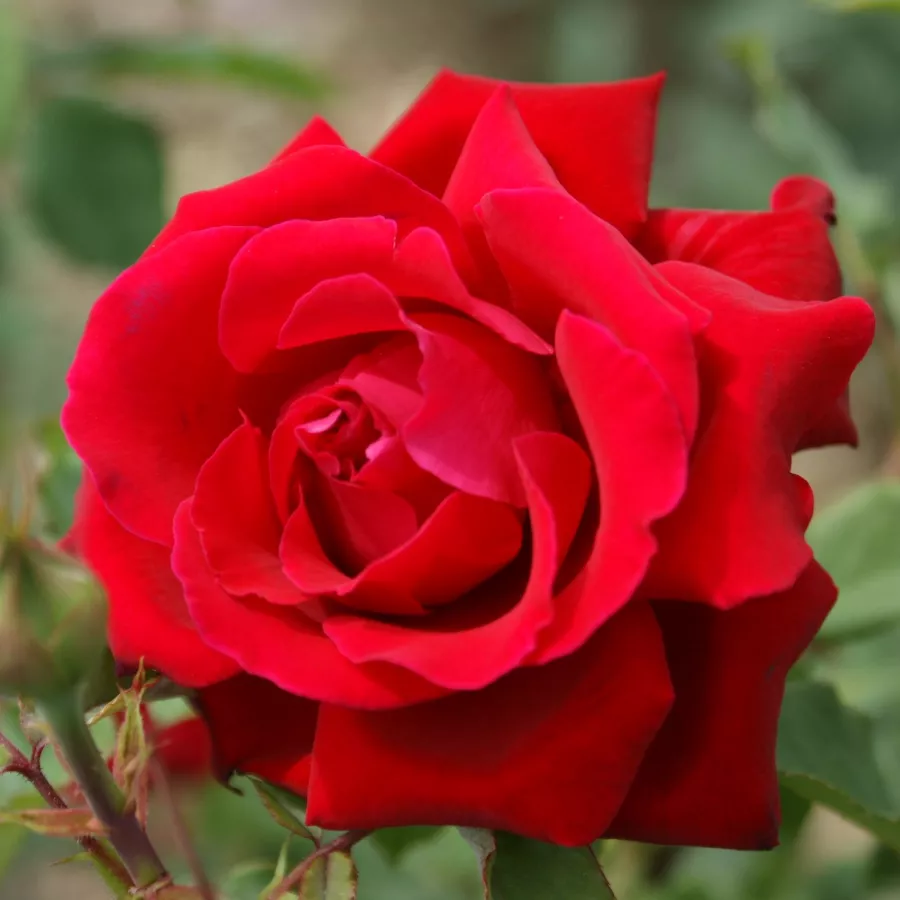 červený - Ruža - Victor Hugo® - Ruže - online - koupit