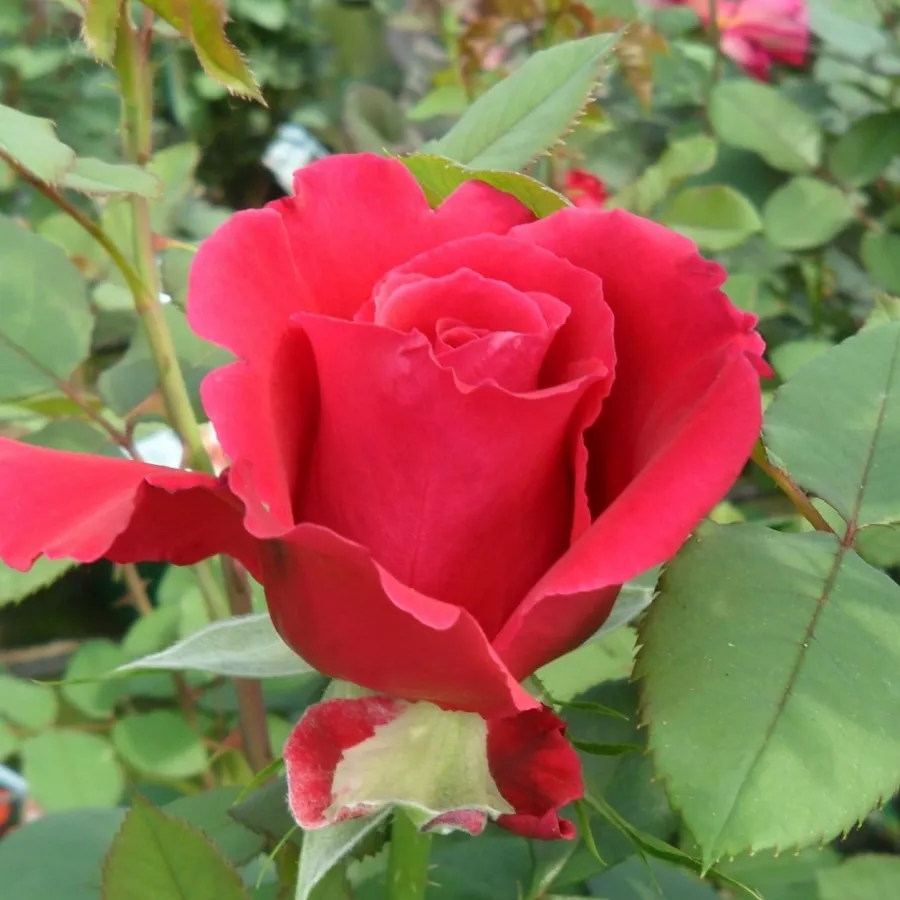 Stromkové růže - Stromkové růže s květmi čajohybridů - Růže - Victor Hugo® - 