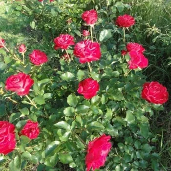 Roșu - trandafiri pomisor - Trandafir copac cu trunchi înalt – cu flori teahibrid