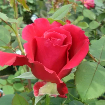 Rosa Victor Hugo® - rot - stammrosen - rosenbaum - Stammrosen - Rosenbaum.