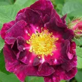 Lila - történelmi - gallica rózsa - Online rózsa vásárlás - Rosa Violacea - intenzív illatú rózsa - citrom aromájú