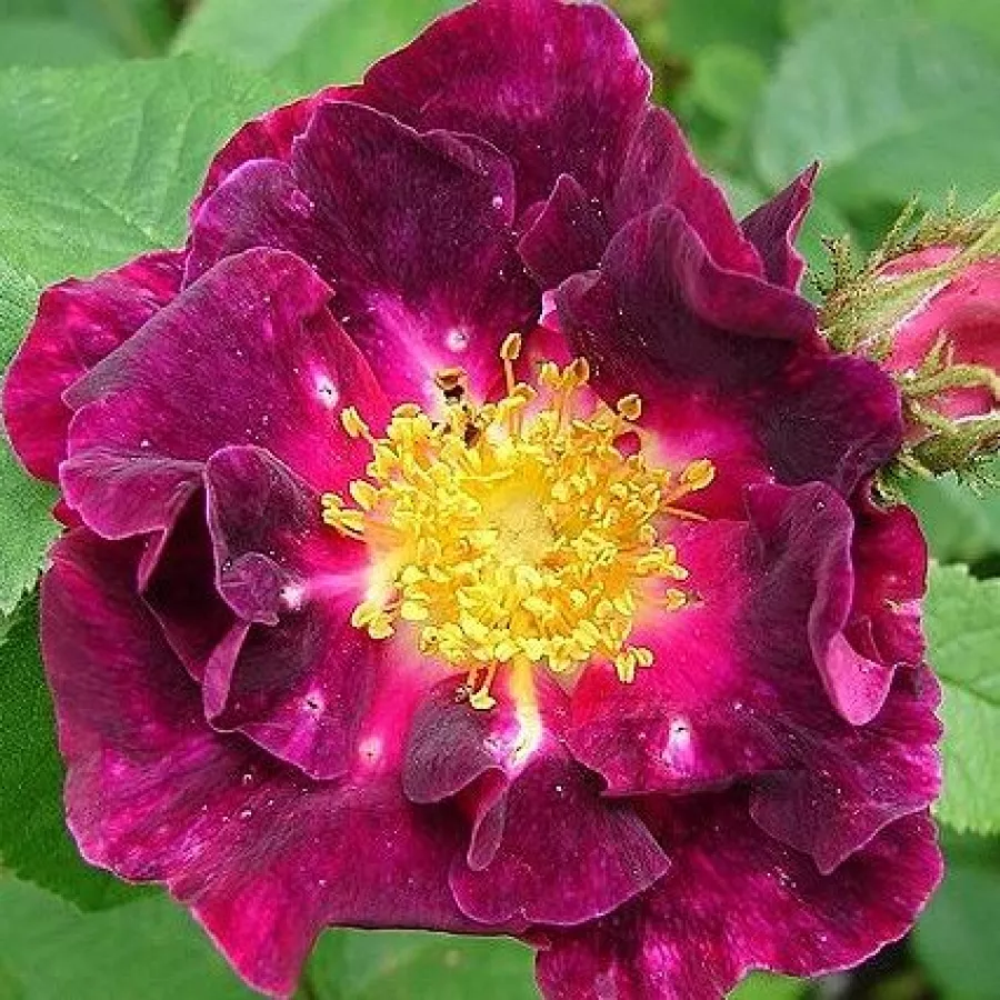 Gallica ruža - Ruža - Violacea - Ruže - online - koupit