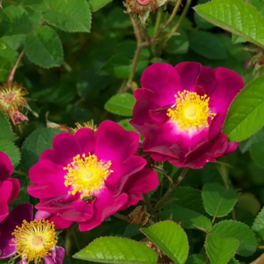 Porpora - Rosa - Violacea - Produzione e vendita on line di rose da giardino