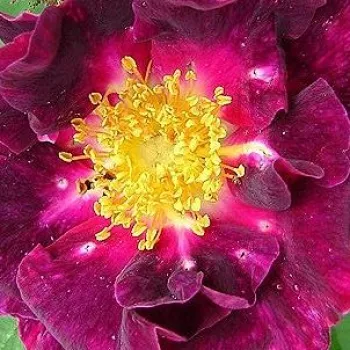 Ružová - školka - eshop  - gallica ruža - fialová - intenzívna vôňa ruží - citrónová príchuť - Violacea - (150-220 cm)