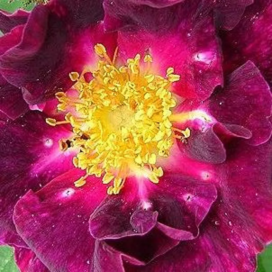 En grupo - Rosa - Violacea - rosal de pie alto
