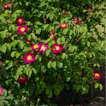Fialovočervená - stromčekové ruže - Stromkové ruže, kvety kvitnú v skupinkách