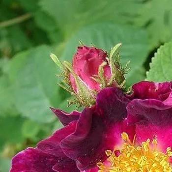 Rosa Violacea - vijolična - Galska vrtnica