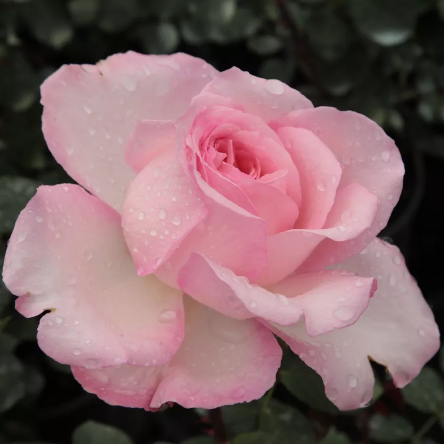 Róża o intensywnym zapachu - Róża - Seyfert - sadzonki róż sklep internetowy - online
