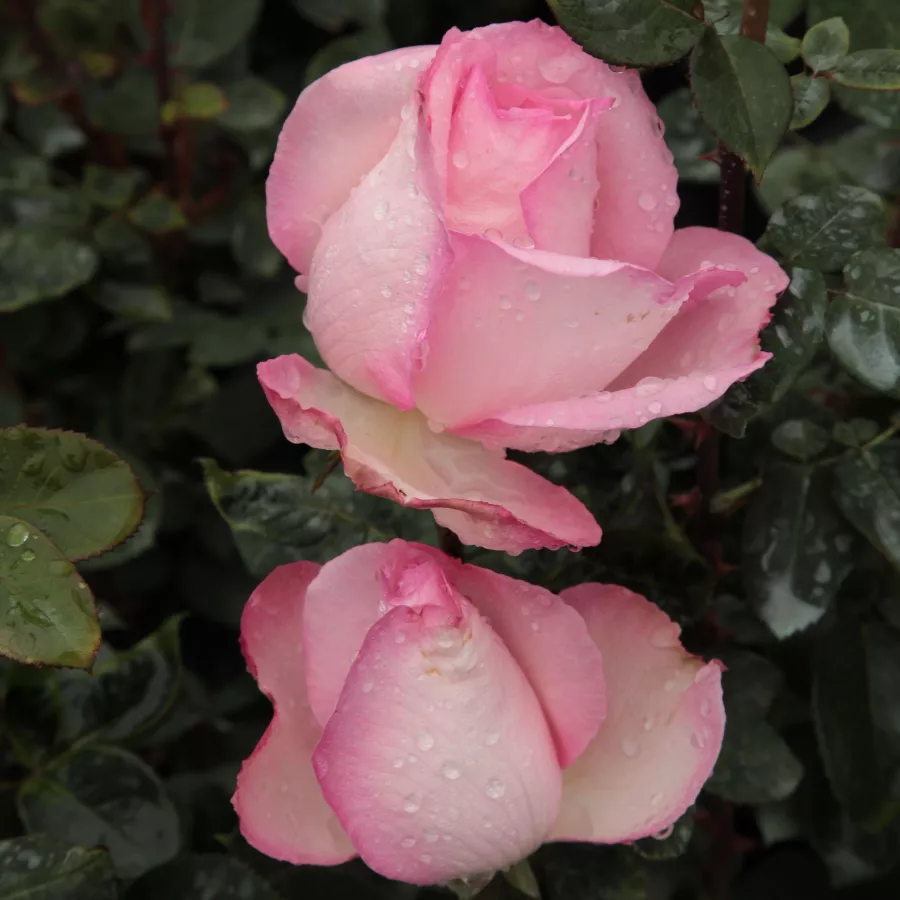 Hybrydowa róża herbaciana - Róża - Seyfert - sadzonki róż sklep internetowy - online