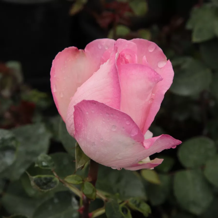 Filiżankowy - Róża - Seyfert - sadzonki róż sklep internetowy - online