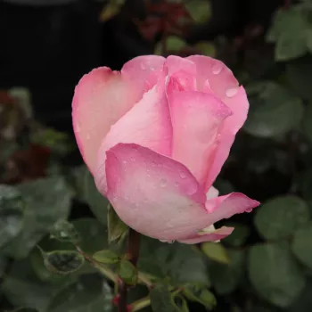 Poзa Виолина® - розовая - Чайно-гибридные розы