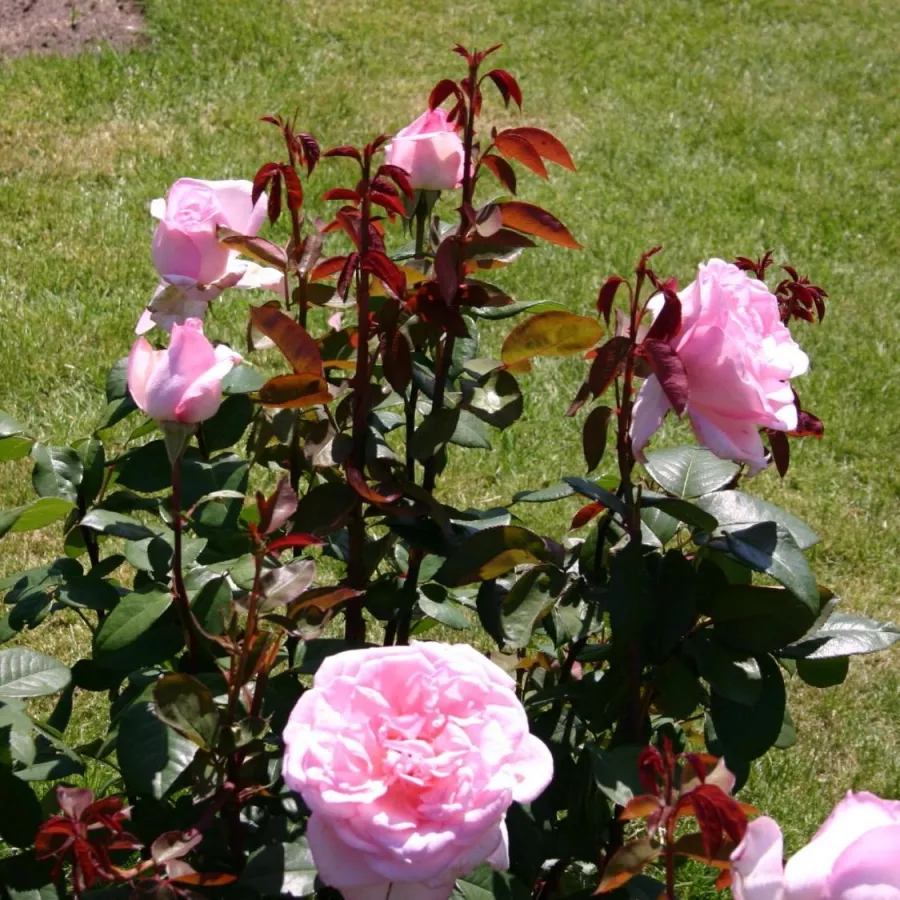 Tömvetelt virágú - Rózsa - Seyfert - online rózsa vásárlás