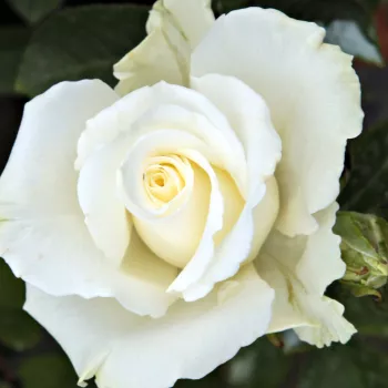 Rózsák webáruháza. - fehér - teahibrid rózsa - Virgo™ - diszkrét illatú rózsa - savanyú aromájú - (60-100 cm)