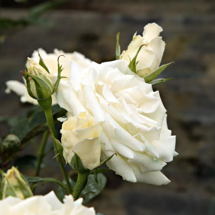 Biały - róż - Róża - Virgo™ - Szkółka Róż Rozaria