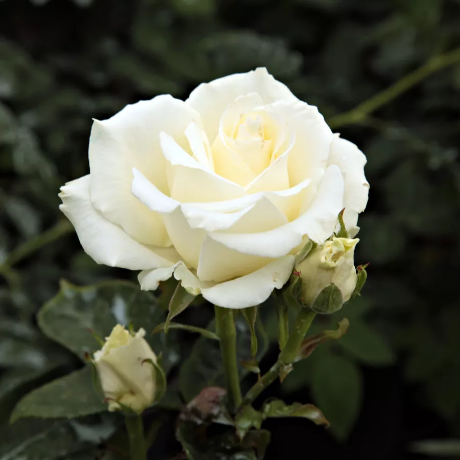 Róża pienna - Róże pienne - z kwiatami hybrydowo herbacianymi - Róża - Virgo™ - 