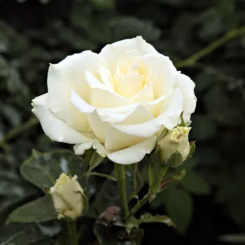 Rosa Virgo™ - alb - roz - trandafiri pomisor - Trandafir copac cu trunchi înalt – cu flori teahibrid