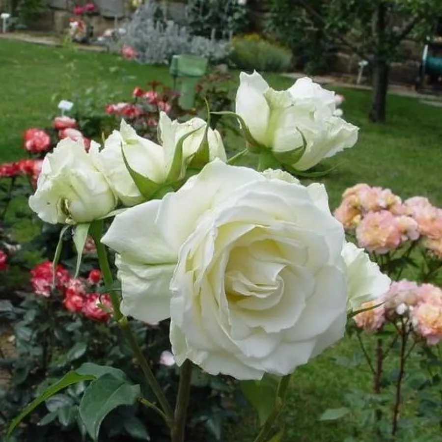 120-150 cm - Rosa - Virgo™ - rosal de pie alto