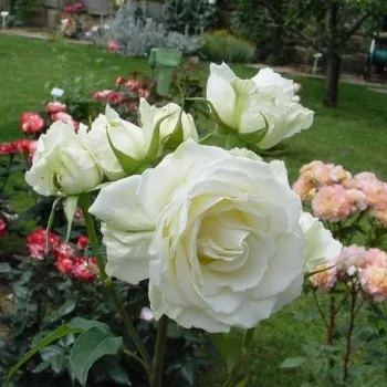 Alb, cîteodată roz pal - trandafiri pomisor - Trandafir copac cu trunchi înalt – cu flori teahibrid