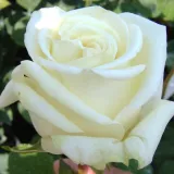 Trandafiri hibrizi Tea - trandafir cu parfum discret - comanda trandafiri online - Rosa Virgo™ - alb - roz