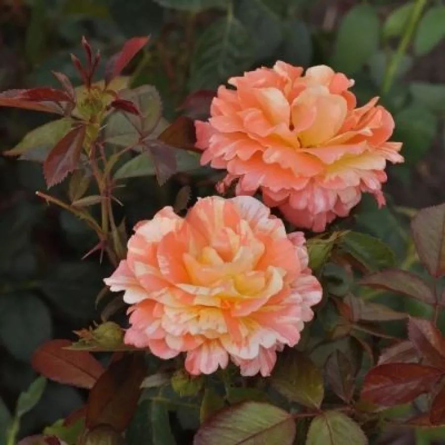 Pomarańczowy - biały - Róża - Vizantina™ - Szkółka Róż Rozaria