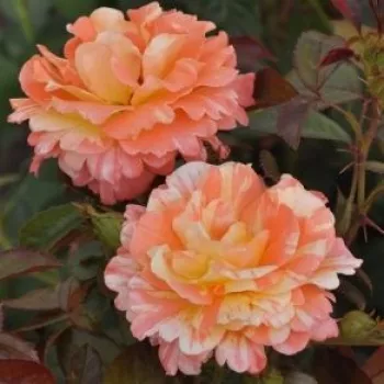 Rosa Vizantina™ - orange - blanc - rosier haute tige - Fleurs groupées en bouquet