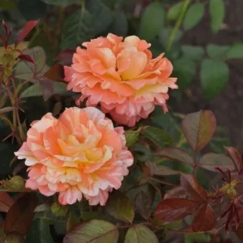 Arancione - bianco - Rose per aiuole (Polyanthe – Floribunde) - Rosa ad alberello0