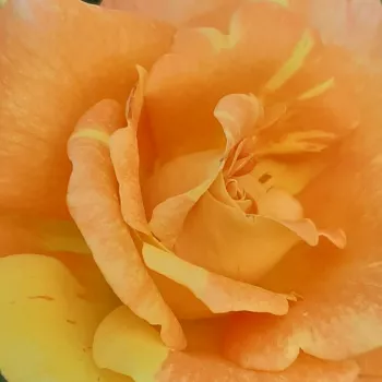 Rosa Vizantina™ - rosa de fragancia discreta - Árbol de Rosas Floribunda - rosal de pie alto - naranja - blanco - PhenoGeno Roses- forma de corona tupida - Rosal de árbol con multitud de flores que se abren en grupos no muy densos.