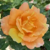 Záhonová ruža - floribunda - mierna vôňa ruží - citrónová príchuť - oranžová - biela - Rosa Vizantina™