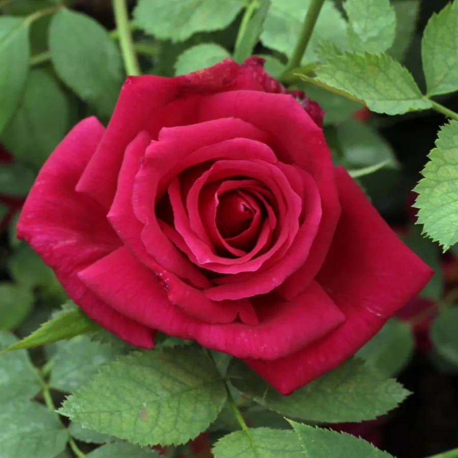Czerwony - Róża - Volcano™ - Szkółka Róż Rozaria