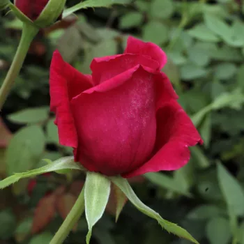 Rosa Volcano™ - rot - teehybriden-edelrosen