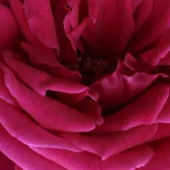 Róże krzewy, sadzonki - róża wielkokwiatowa - Hybrid Tea - czerwony - róża z dyskretnym zapachem - Volcano™ - (50-100 cm)