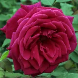Vörös - diszkrét illatú rózsa - gyümölcsös aromájú - Online rózsa vásárlás - Rosa Volcano™ - teahibrid rózsa