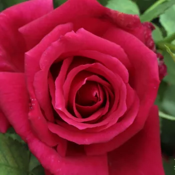Cseresznyepiros - teahibrid rózsa - diszkrét illatú rózsa - gyümölcsös aromájú