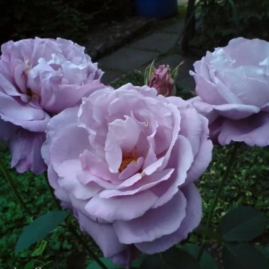 Violet - Trandafiri - Waltz Time™ - Trandafiri online