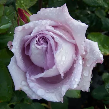 Rosa Waltz Time™ - fioletowy - róża wielkokwiatowa - Hybrid Tea