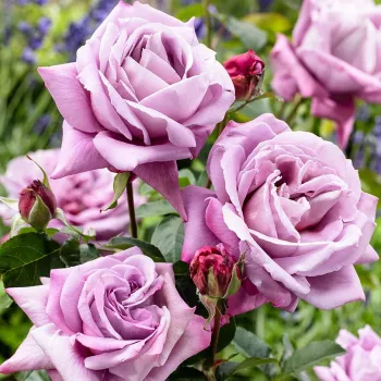 Boja sljezi sa ljubičastom  - Ruža čajevke   (50-150 cm)