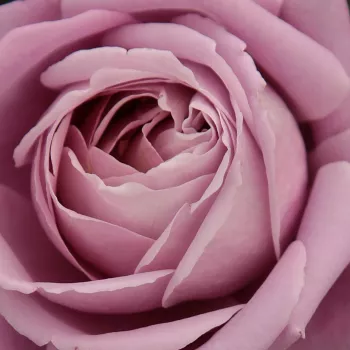 Rosen Gärtnerei - teehybriden-edelrosen - violett - Rosa Waltz Time™ - diskret duftend - Georges Delbard, Andre Chabert - Ihre feinen, blasslila Blüten passen gut zu Weiß, Blassrosa, Malve und Gelb.