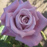 Vijolična - drevesne vrtnice - Rosa Waltz Time™ - Diskreten vonj vrtnice