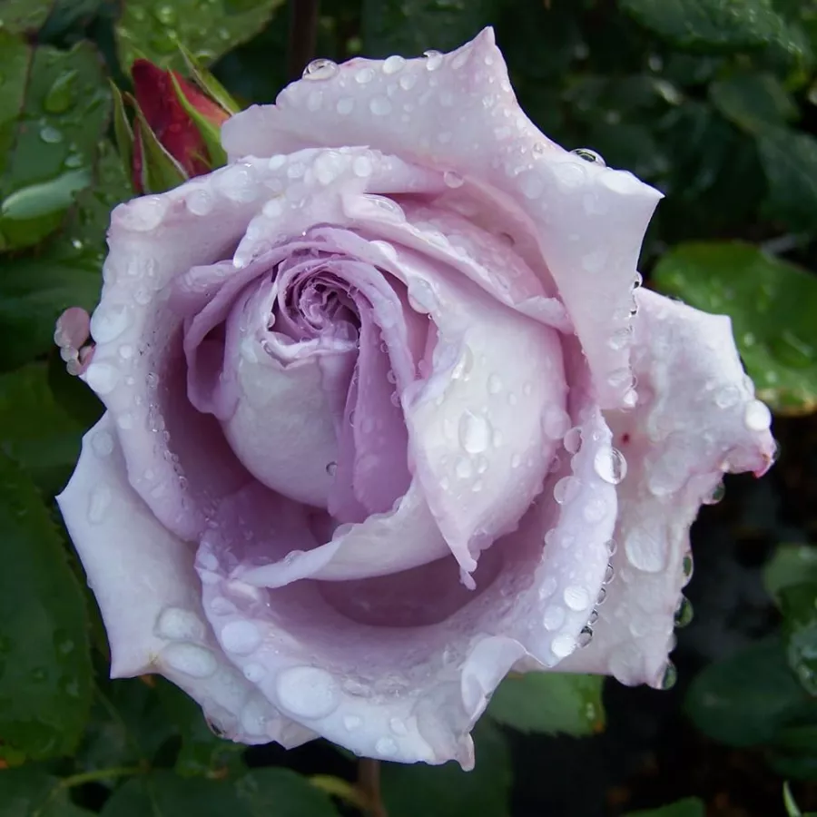 árbol de rosas híbrido de té – rosal de pie alto - Rosa - Waltz Time™ - rosal de pie alto
