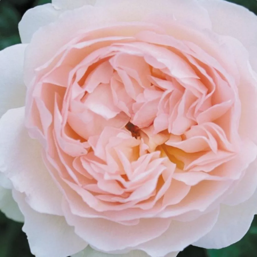 Angielska róża - Róża - Ausreef - Szkółka Róż Rozaria