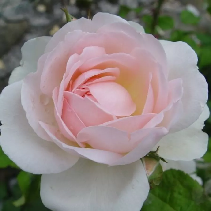 Rosa - Rosa - Ausreef - Produzione e vendita on line di rose da giardino