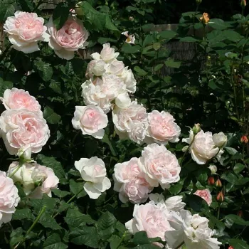 Rosa claro - rosales ingleses - rosa de fragancia discreta - especia