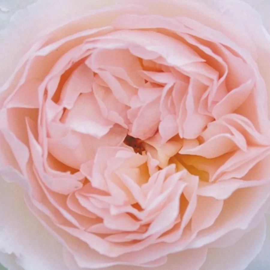 English Rose Collection, Shrub - Ruža - Ausreef - Ruže - online - koupit