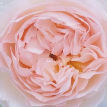 Róże ogrodowe - angielska róża - różowy - róża z dyskretnym zapachem - Ausreef - (90-150 cm)