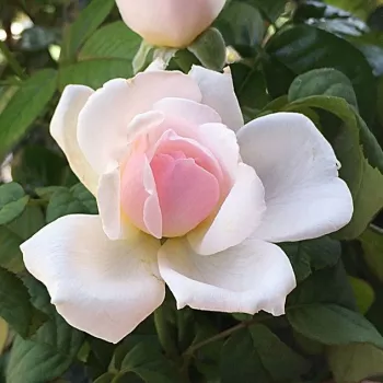 Rosa Ausreef - roze - stamrozen - Stamroos - Engelse roos