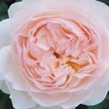 Rózsaszín - diszkrét illatú rózsa - fűszer aromájú - Online rózsa vásárlás - Rosa Ausreef - angol rózsa